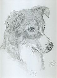 Dog Portrait